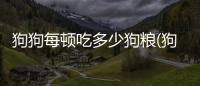 狗狗每頓吃多少狗糧(狗狗每頓吃多少克胡蘿卜)