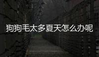 狗狗毛太多夏天怎么辦呢？狗狗毛太厚夏天會不會中暑