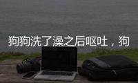 狗狗洗了澡之后嘔吐，狗狗洗澡后嘔吐怎么辦