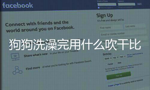 狗狗洗澡完用什么吹干比較好？狗狗洗完澡用什么吹干較好