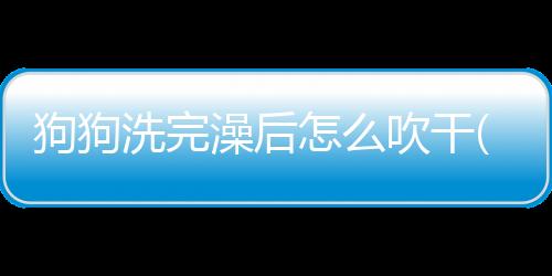 狗狗洗完澡后怎么吹干(小狗洗完澡怎么吹)
