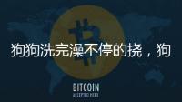 狗狗洗完澡不停的撓，狗洗完澡老撓癢癢