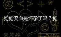 狗狗流血是懷孕了嗎？狗狗流血是月經嗎