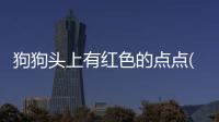 狗狗頭上有紅色的點(diǎn)點(diǎn)(狗狗頭上有紅色的小疙瘩)