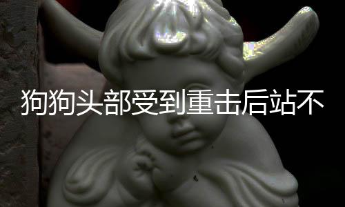 狗狗頭部受到重擊后站不起來(狗狗頭部一抽一抽的怎么回事)