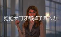 狗狗大門牙都掉了怎么辦啊？狗狗門牙掉了還能活幾年