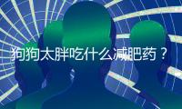 狗狗太胖吃什么減肥藥？狗狗太胖吃什么減肥藥比較好