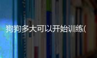 狗狗多大可以開始訓練(狗狗多大驅蟲合適)