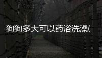 狗狗多大可以藥浴洗澡(狗狗多大可以泡藥浴)