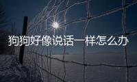 狗狗好像說話一樣怎么辦(聽不懂狗狗說話怎么辦)
