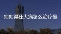 狗狗得狂犬病怎么治療最好(人得了狂犬病怎么治療)