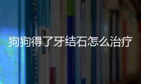 狗狗得了牙結石怎么治療最好？狗狗得了牙結石怎么辦?