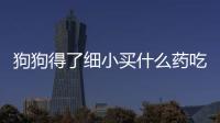 狗狗得了細小買什么藥吃(狗狗得了細小用什么藥最有效)