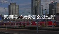 狗狗得了腸炎怎么處理好？狗狗得了腸炎怎么處理好得快