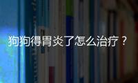 狗狗得胃炎了怎么治療？狗狗得胃炎了怎么治好