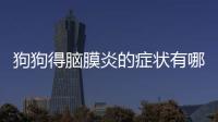狗狗得腦膜炎的癥狀有哪些(狗狗得急性腦膜炎的癥狀)