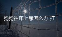 狗狗往床上尿怎么辦 打它也沒(méi)用(狗狗往床上尿什么原因)