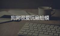 狗狗很愛玩癩蛤蟆