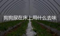 狗狗尿在床上用什么去味比較好？狗尿到床上是什么征兆