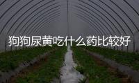 狗狗尿黃吃什么藥比較好(狗狗尿黃怎么回事)