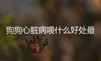 狗狗心臟病喂什么好處最多？狗狗患心臟病吃什么藥