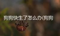 狗狗快生了怎么辦(狗狗牙快掉了怎么辦)