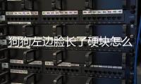 狗狗左邊臉長了硬塊怎么辦圖片？狗狗左臉頰長了硬包怎么回事