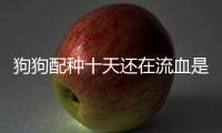 狗狗配種十天還在流血是怎么回事啊？狗狗配完十天了怎么啥反應也沒有啊