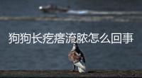 狗狗長疙瘩流膿怎么回事兒？狗狗長疙瘩流膿怎么回事啊