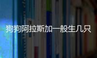 狗狗阿拉斯加一般生幾只小狗？阿拉斯加生小狗要多久生一只