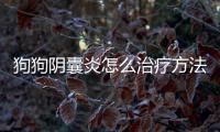 狗狗陰囊炎怎么治療方法圖片？狗狗陰囊炎怎樣根治