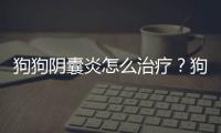 狗狗陰囊炎怎么治療？狗狗陰囊炎怎么治療,蛋蛋皮破了