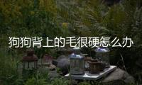 狗狗背上的毛很硬怎么辦？狗狗背上的毛好硬