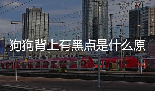 狗狗背上有黑點是什么原因引起的？狗狗背上有黑點是什么原因造成的
