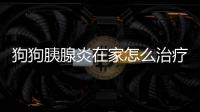 狗狗胰腺炎在家怎么治療(狗狗胰腺炎吃什么消炎藥效果最好)