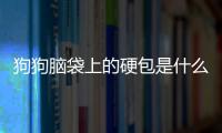 狗狗腦袋上的硬包是什么？狗狗腦袋上長了個軟包