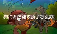 狗狗腳筋被咬斷了怎么辦？狗腳傷到筋了怎么辦