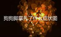 狗狗腳掌扎了什么癥狀圖片？狗狗的腳扎了而且腫了怎么辦