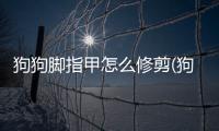 狗狗腳指甲怎么修剪(狗狗腳指甲腫了怎么辦)