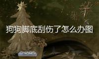 狗狗腳底刮傷了怎么辦圖片？狗狗腳底劃破了怎么治