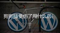 狗狗腿受傷了用什么藥(狗狗腿軟吃什么藥最好)