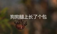 狗狗腿上長了個包