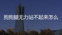 狗狗腿無力站不起來怎么辦(狗狗腿突然瘸了不落地沒有外傷)