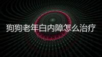 狗狗老年白內(nèi)障怎么治療？狗狗老年性白內(nèi)障怎么辦