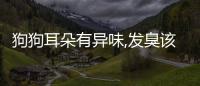 狗狗耳朵有異味,發(fā)臭該怎么辦?(狗狗耳朵發(fā)炎用什么藥消炎好)
