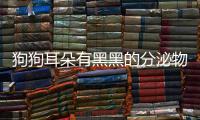 狗狗耳朵有黑黑的分泌物是什么(狗狗耳朵有異味,發(fā)臭該怎么辦)