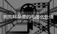 狗狗耳朵里的毛怎么處理(狗狗耳朵毛剪了為什么總搖耳朵)