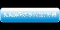狗狗肺積水怎么治療好得快(肺積水手術后多久康復)