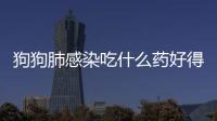 狗狗肺感染吃什么藥好得快？狗狗肺感染吃什么藥好使