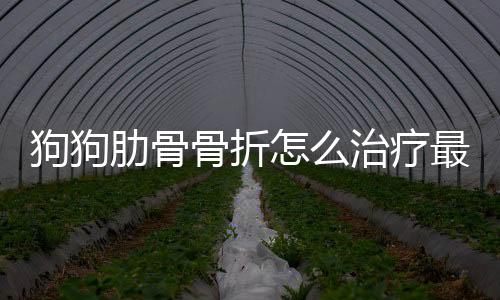 狗狗肋骨骨折怎么治療最好？狗狗肋骨骨折怎么治療好得快